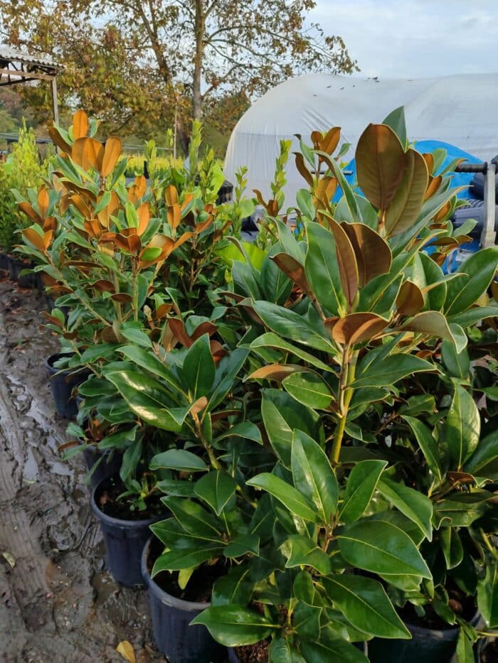 Manolya Yaprak Dökmeyen 1 Metre Üzeri - Görsel 2