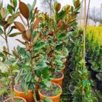 Magnolia Grandiflora (Yaprak dökmeyen Manolya) 175-200 cm - Görsel 3