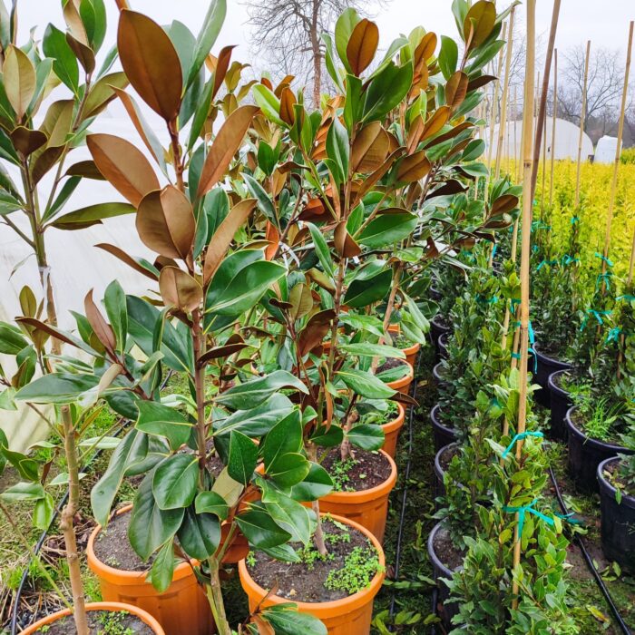 Magnolia Grandiflora (Yaprak dökmeyen Manolya) 175-200 cm - Görsel 3