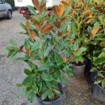 Manolya Yaprak Dökmeyen 1 Metre Üzeri