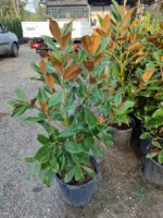 Manolya Yaprak Dökmeyen 1 Metre Üzeri