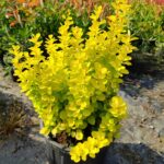 Berberis thunbergii 'Maria' 40-60cm 10 Litre