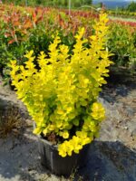 Berberis thunbergii 'Maria' 40-60cm 10 Litre