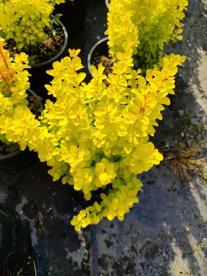 Berberis thunbergii 'Maria' 40-60cm 10 Litre - Görsel 2