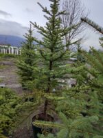 Tohumdan Mavi ladin 200-250cm - Görsel 8