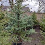 Tohumdan Mavi ladin 150-200cm