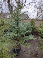 Tohumdan Mavi ladin 200-250cm - Görsel 7