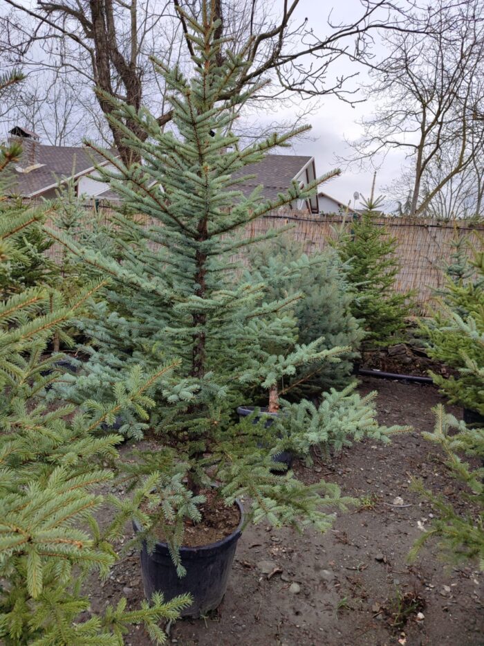 Tohumdan Mavi ladin 200-250cm - Görsel 7