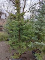 Tohumdan Mavi ladin 200-250cm - Görsel 6