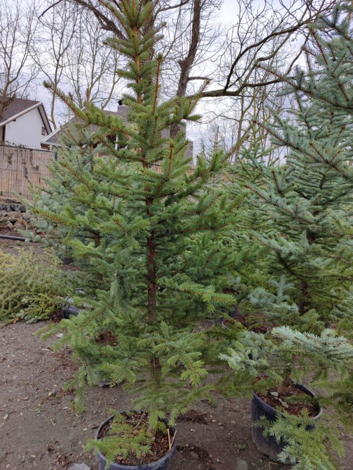 Tohumdan Mavi ladin 200-250cm - Görsel 6