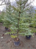 Tohumdan Mavi ladin 200-250cm - Görsel 5