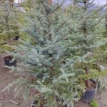 Tohumdan Mavi ladin 200-250cm