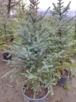 Tohumdan Mavi ladin 200-250cm