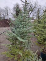 Tohumdan Mavi ladin 200-250cm - Görsel 4