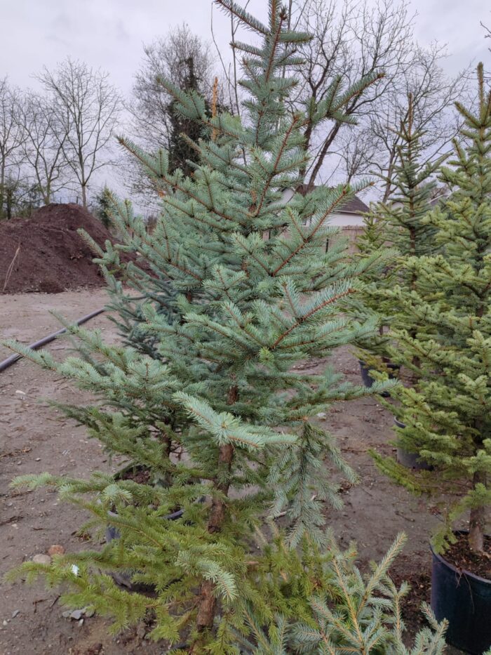 Tohumdan Mavi ladin 200-250cm - Görsel 4