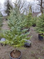 Tohumdan Mavi ladin 200-250cm - Görsel 3