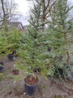 Tohumdan Mavi ladin 200-250cm - Görsel 2