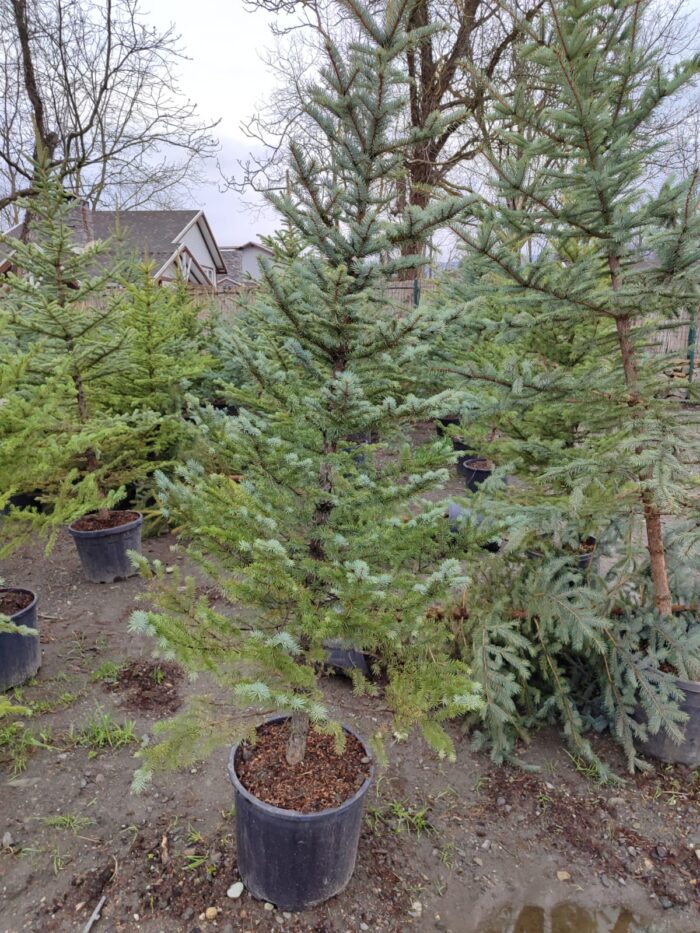 Tohumdan Mavi ladin 200-250cm - Görsel 2