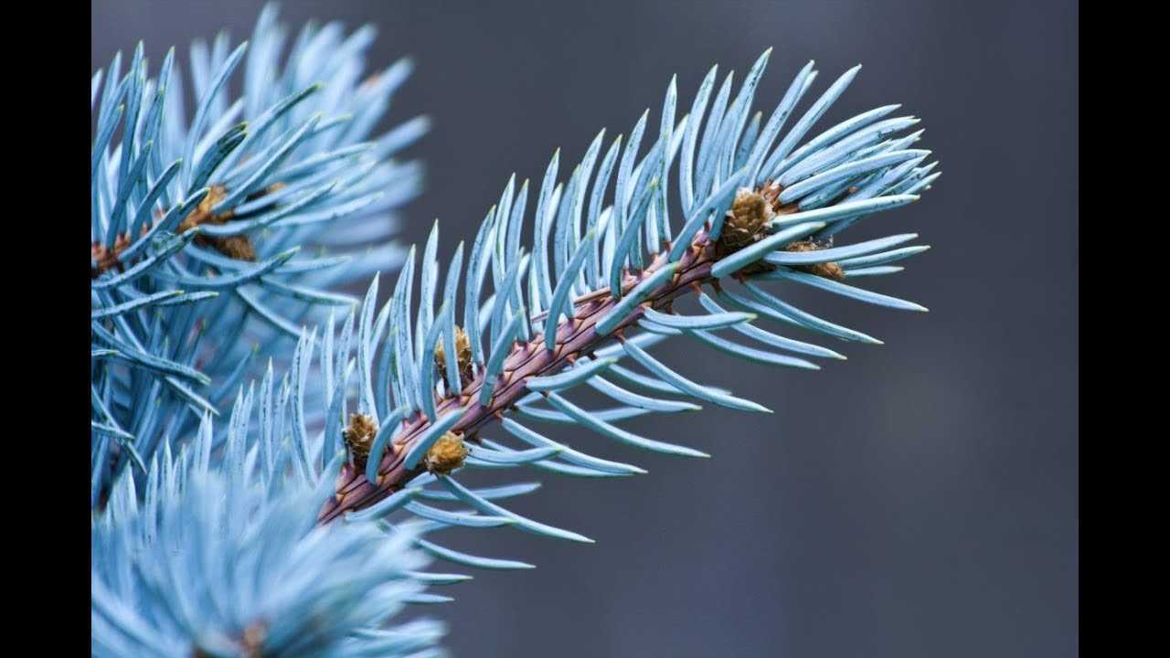bakımı ve latince adı