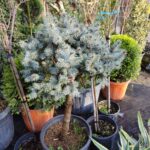 Mavi Ladin Tek Top 100-125cm