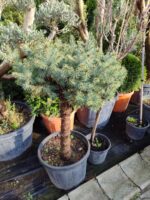 Mavi Ladin Tek Top 100-125cm - Görsel 2