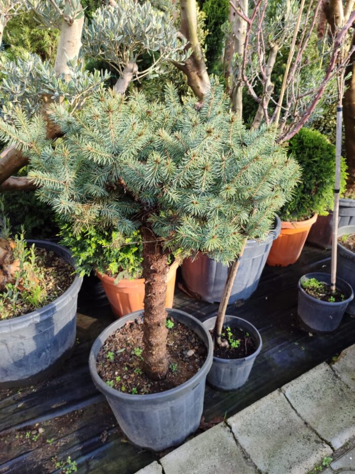 Mavi Ladin Tek Top 100-125cm - Görsel 2