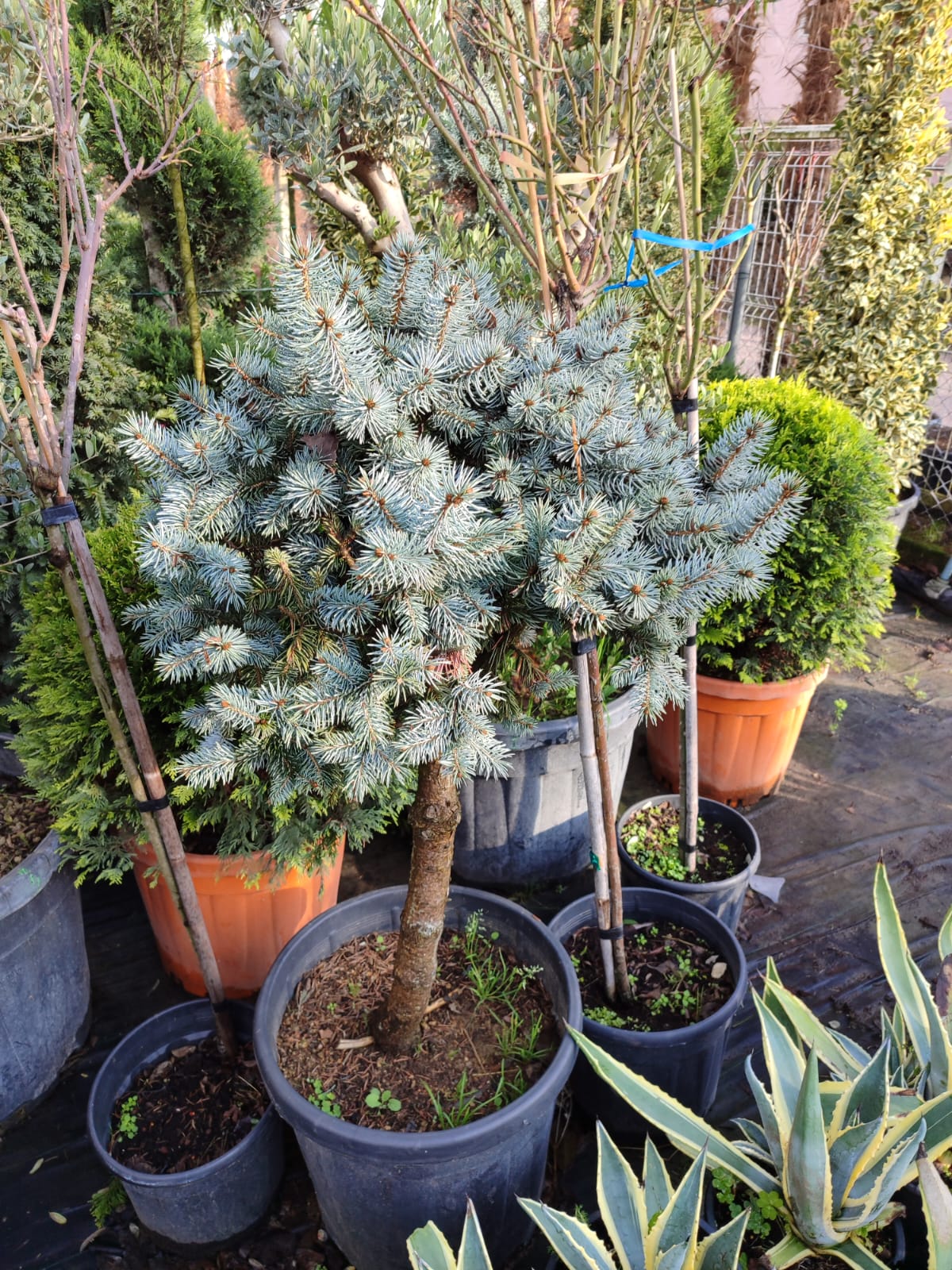 mavi-ladin-tek-top Mavi Ladin Tek Top 100-125cm - Görsel 1