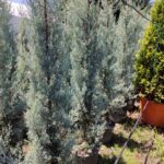 Cupressus Arizonica,  Mavi servi 175-200cm