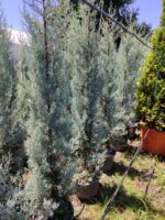 Cupressus Arizonica,  Mavi servi 175-200cm