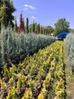 Cupressus Arizonica,  Mavi servi 175-200cm - Görsel 5