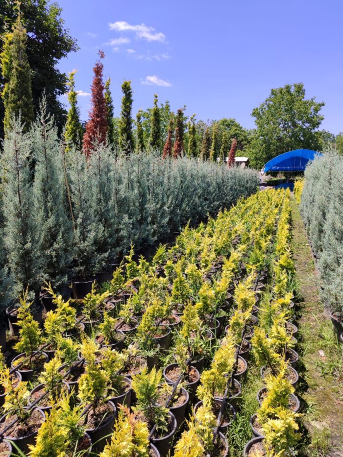 Cupressus Arizonica,  Mavi servi 175-200cm - Görsel 5