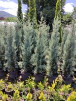Cupressus Arizonica,  Mavi servi 175-200cm - Görsel 4