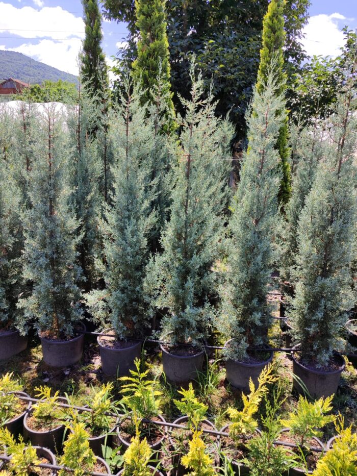 Cupressus Arizonica,  Mavi servi 175-200cm - Görsel 4