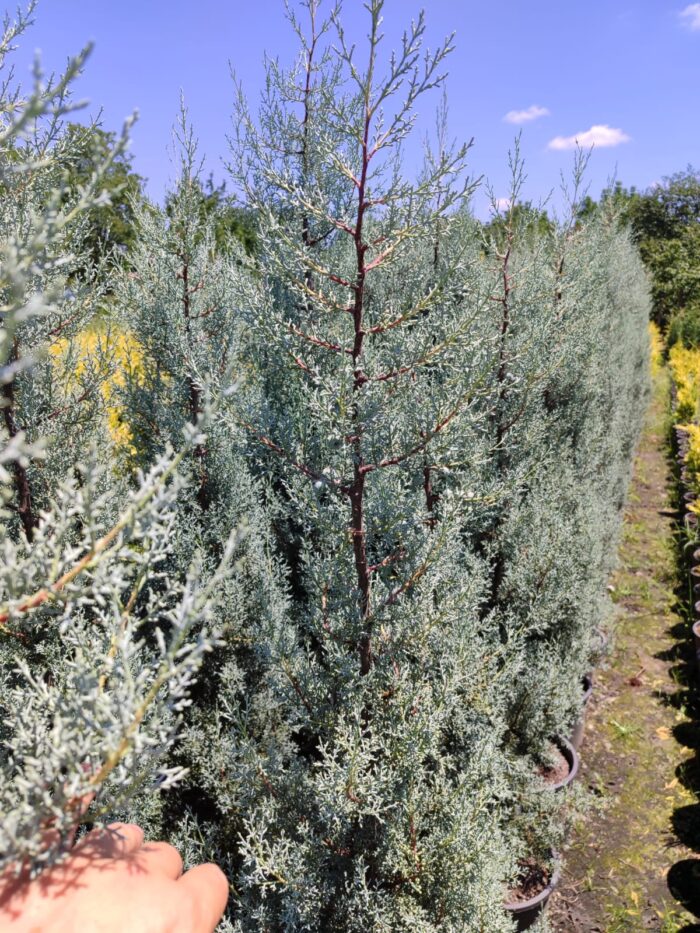Cupressus Arizonica,  Mavi servi 175-200cm - Görsel 3