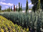 Cupressus Arizonica,  Mavi servi 175-200cm - Görsel 2