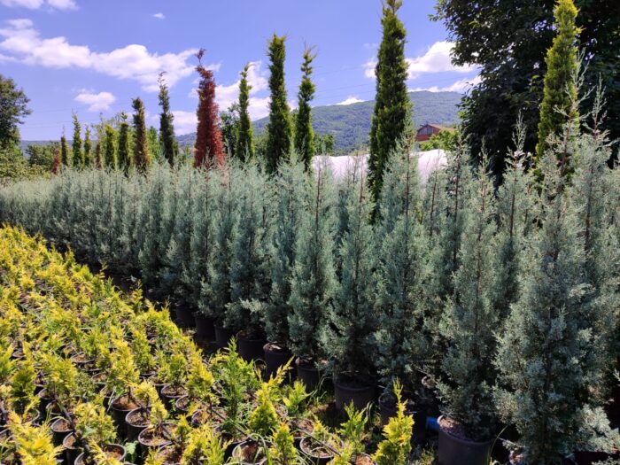 Cupressus Arizonica,  Mavi servi 175-200cm - Görsel 2