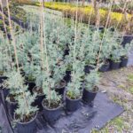 Arizona Mavi Selvi 100-125 cm