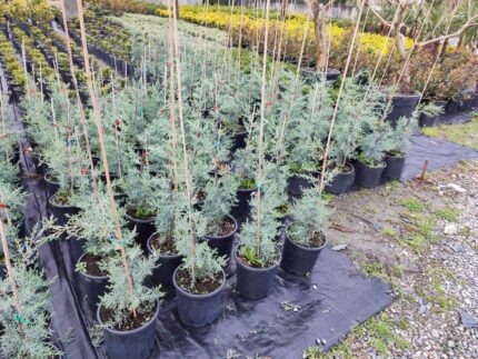 Arizona Mavi Selvi 100-125 cm