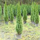 Çit Mazı Ekimi Budaması ve Bakımı