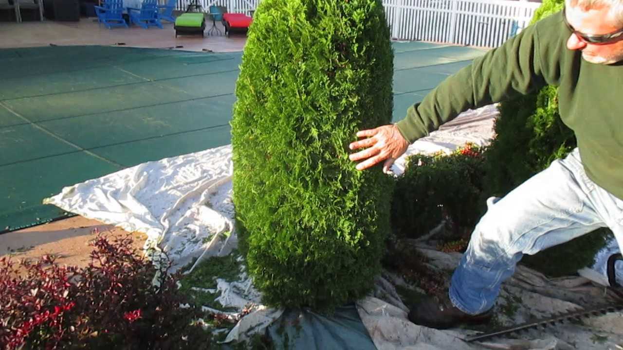 Smaragd Mazı Bazı Özellikleri