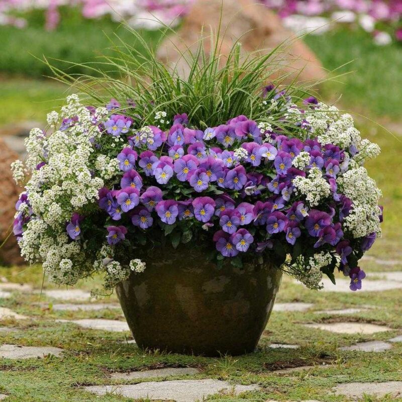 Sonbaharda Dikilecek En İyi Çiçekler