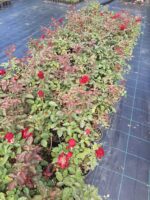 Meyland Gül 20-30cm - Görsel 3