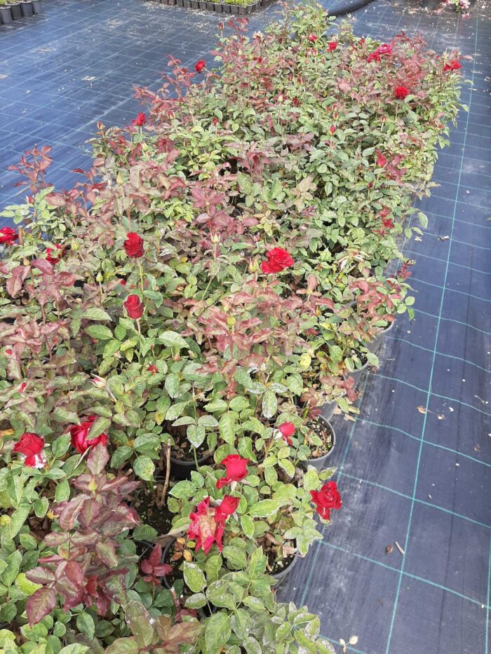 Meyland Gül 20-30cm - Görsel 3