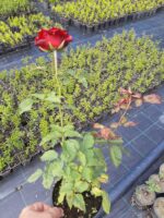 Meyland Gül 20-30cm - Görsel 2