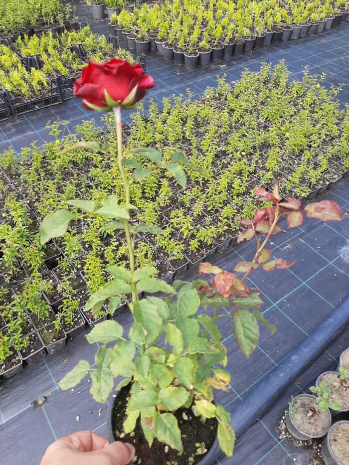 Meyland Gül 20-30cm - Görsel 2