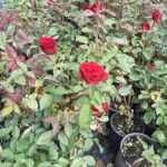 Meyland Gül 20-30cm