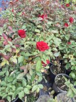 Meyland Gül 20-30cm