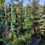 Mimoza Kokulu Çiçekli 2 Metre