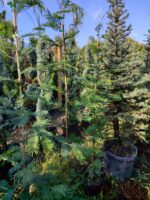 Mimoza Kokulu Çiçekli 2 Metre