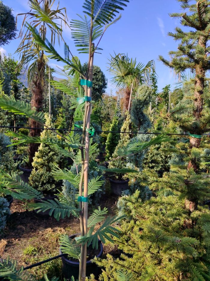 Mimoza Kokulu Çiçekli 2 Metre - Görsel 4